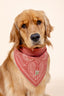 Paisley Bandana in Rust