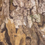 Women's Realtree APX Short Sleeve & Short Pajama Set